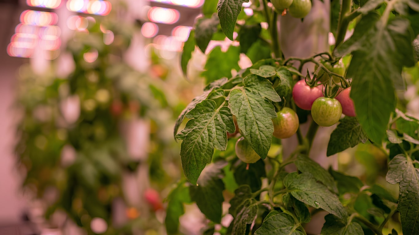 Indoor vertical farm with tomato plants under LED grow lights