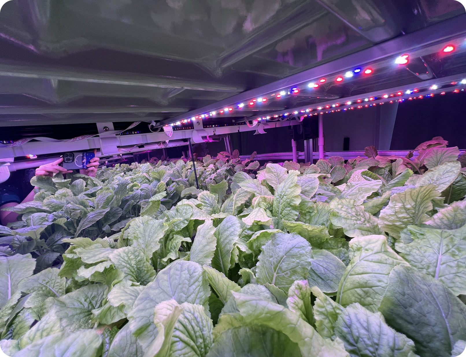 Dense leafy greens growing under red and blue LED lights